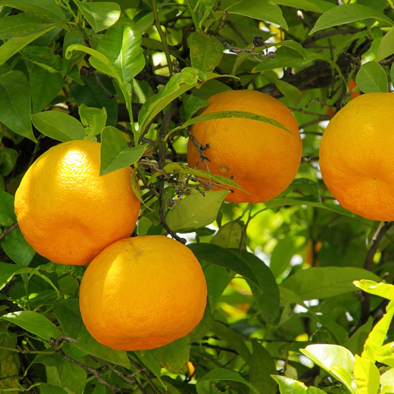 Orangenöl kaufen | 100 % naturrein