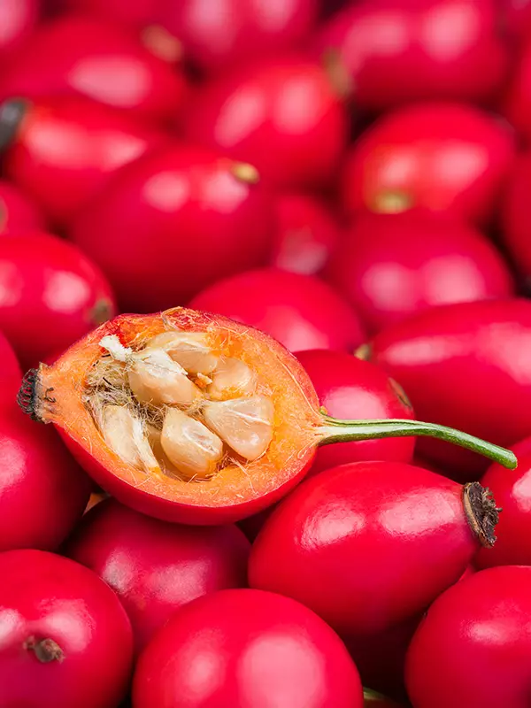 Biene und Schmetterling auf einer Blüte – Symbol für Honig/Blütenpollen (Energie/Stoffwechsel)
